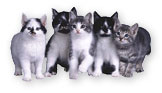cats