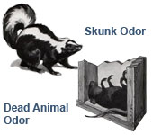 skunk and dead animals