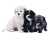 Epleon odor control products not harmful to your pet.