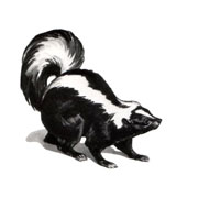 skunk odor control